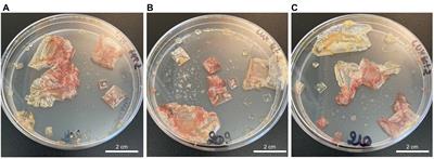 Molecular acclimation of Halobacterium salinarum to halite brine inclusions